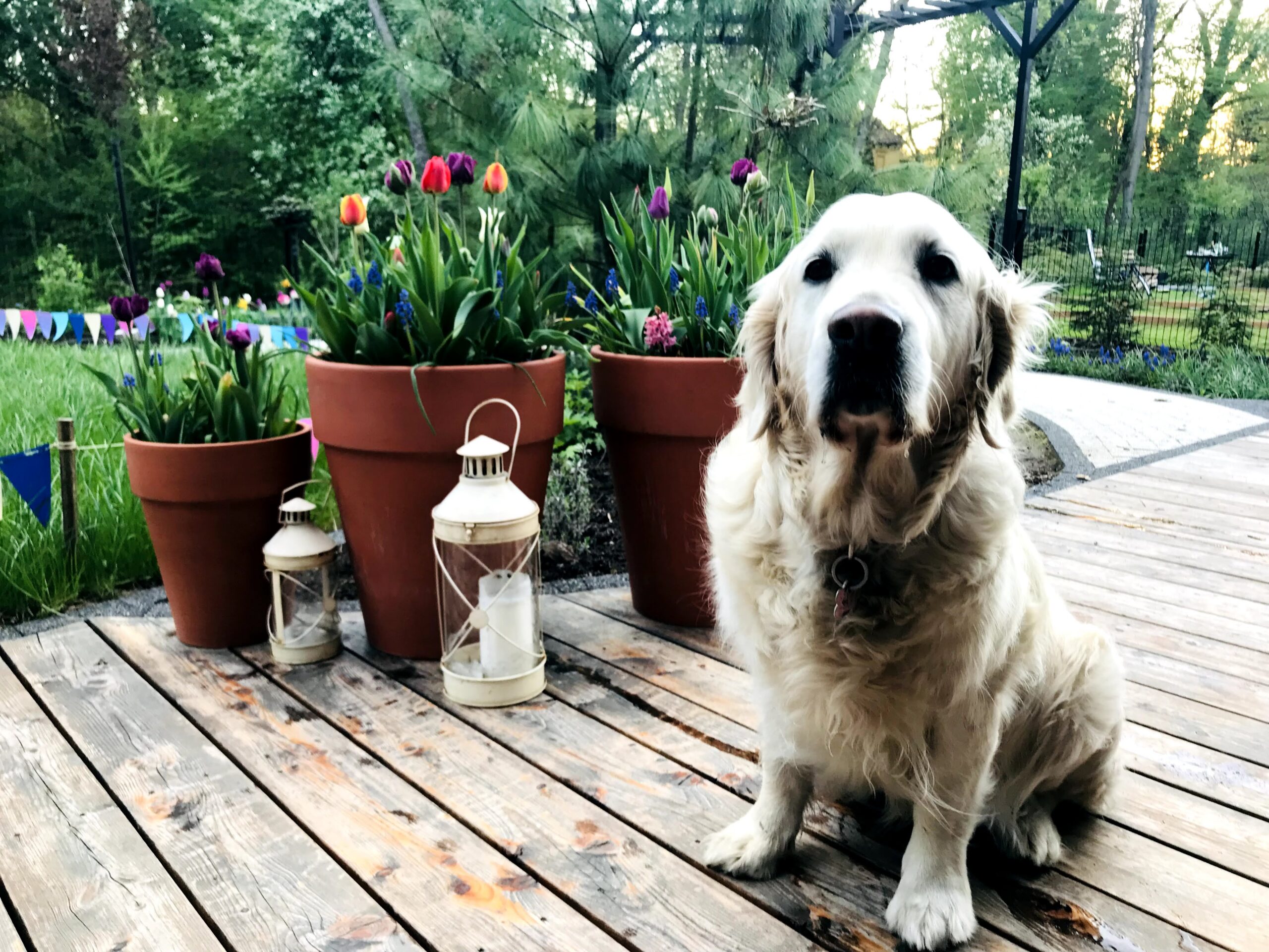 Donice z tulipanami - Hej!Gotowe